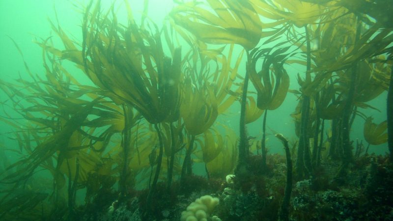 Europese-kelpwouden-scaled Europese-kelpwouden-scaled